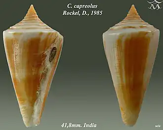 Description de l'image Conus capreolus 1.jpg.