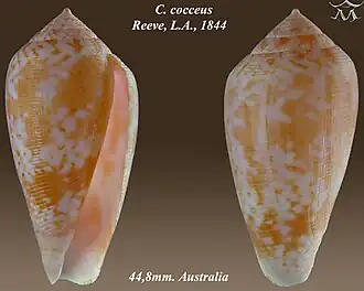 Description de l'image Conus cocceus 1.jpg.