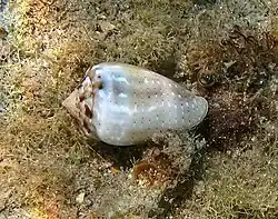 Spécimen vivant à La Réunion