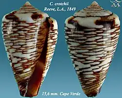 Conus crotchii Reeve, L.A., 1849