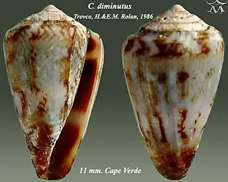 Description de l'image Conus diminutus 1.jpg.