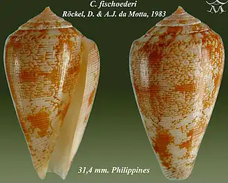 Description de l'image Conus fischoederi 1.jpg.