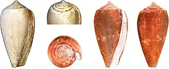 Description de l'image Conus franklinae.jpg.