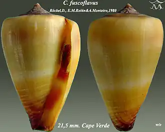 Description de l'image Conus fuscoflavus 1.jpg.