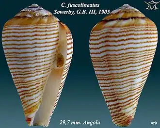 Description de l'image Conus fuscolineatus 1.jpg.