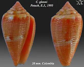 Description de l'image Conus glenni 1.jpg.