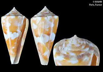 Description de l'image Conus glicksteini (MNHN-IM-2018-5419).jpeg.