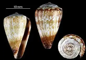 Description de l'image Conus gonsaloi 001.jpg.