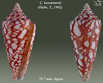 Description de l'image Conus kawamurai 1.jpg.