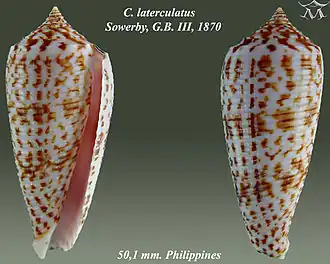 Description de l'image Conus laterculatus 1.jpg.