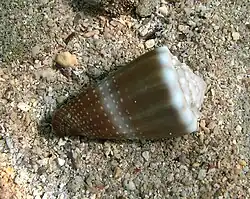 Cône livide (Conus lividus)