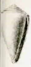 Description de l'image Conus martensi 001.jpg.