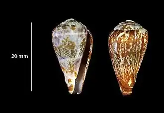 Description de l'image Conus medvedevi 001.jpg.