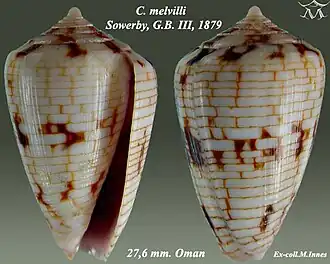 Description de l'image Conus melvilli 1.jpg.