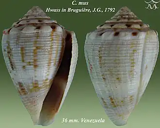 Description de l'image Conus mus 1.jpg.