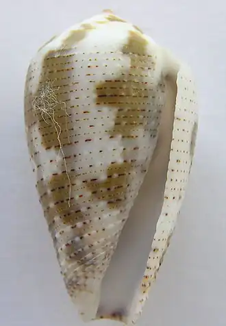 Description de l'image Conus nigropunctatus 003.jpg.