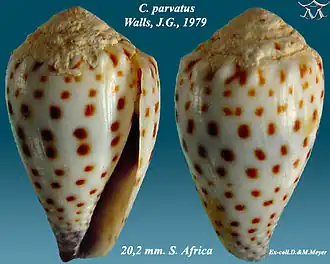 Description de l'image Conus parvatus 1.jpg.