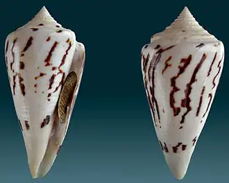 Description de l'image Conus pergrandis 1.jpg.