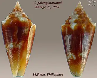 Description de l'image Conus polongimarumai 1.jpg.