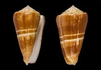 Description de l'image Conus quasimagus 001.jpg.