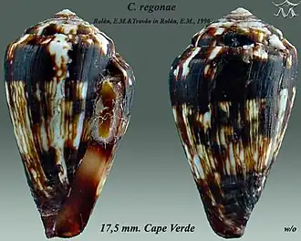Description de l'image Conus regonae 1.jpg.