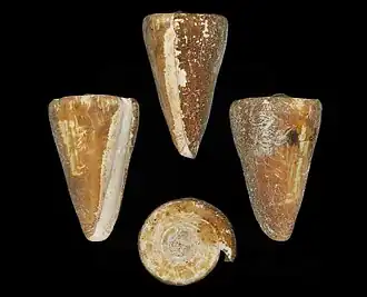 Description de l'image Conus spiceri 001.jpg.