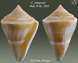 Description de l'image Conus stimpsoni 1.jpg.