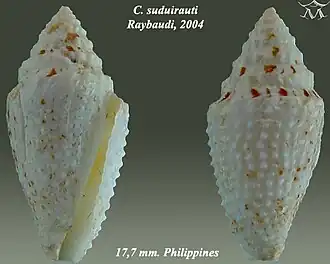 Description de l'image Conus suduirauti 2.jpg.