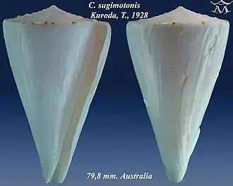 Description de l'image Conus sugimotonis 1.jpg.