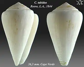 Description de l'image Conus tabidus 1.jpg.