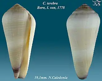 Description de l'image Conus terebra 1.jpg.