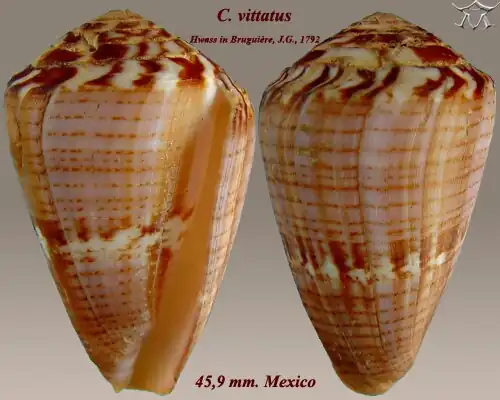 Conus vittatus Hwass in Bruguière, J.G., 1792.