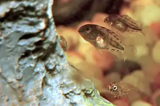 Jeunes alevins aux abords de leur première débrouillardise.