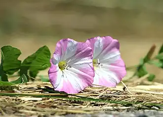 Convolvulus arvensis.