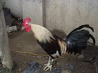 Un coq noir et blanc