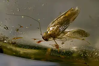 Blatte fossilisée dans du copal - autour de 100 000 ans