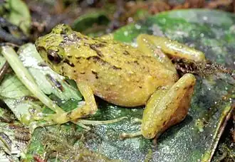 Description de l'image Cophixalus caverniphilus.jpg.