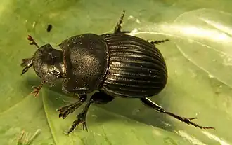 Description de l'image Copris fricator.jpg.