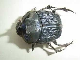 Description de l'image Coprishispanusd.JPG.