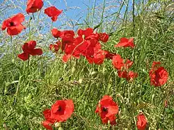 Coquelicots rue du Docq Tongrinne.
