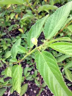 Corchorus capsularis.