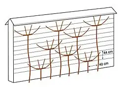 De g. à d. : cordon Charmeux horizontal (1830), cordon Charmeux vertical alterné (1852), cordon Charmeux vertical opposé.