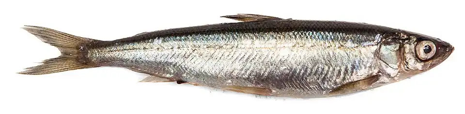 Corégone blanc (Coregonus albula)