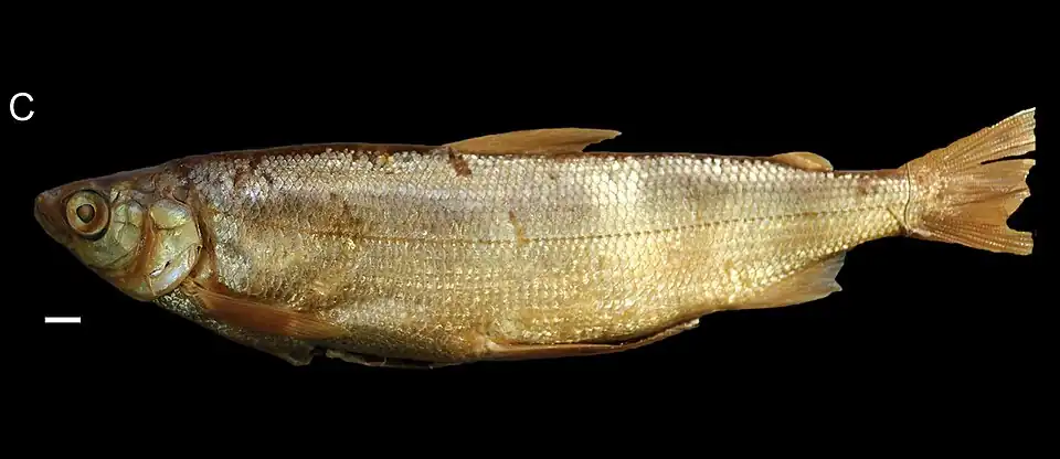 Coregonus macrophthalmus.