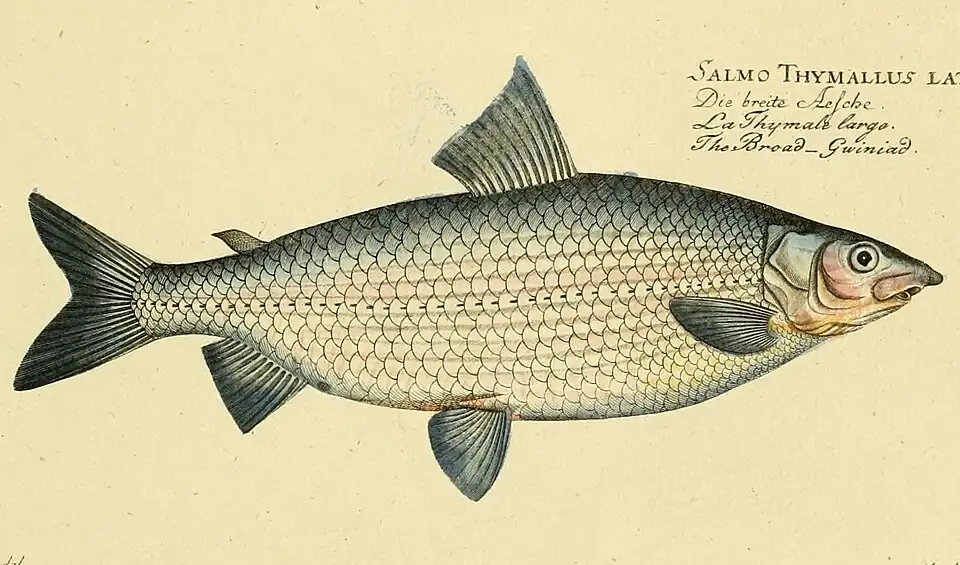 Coregonus oxyrinchus.