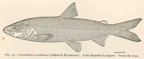 Coregonus zenithicus.