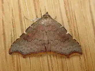 Corgatha dipyra(Boletobiinae, incertae sedis)