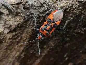 Description de cette image, également commentée ci-après