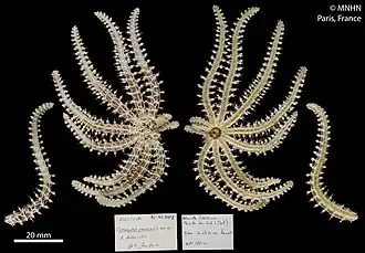 Coronaster pauciporis (holotype, MNHN).