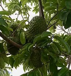 Corossols dans l'arbre.